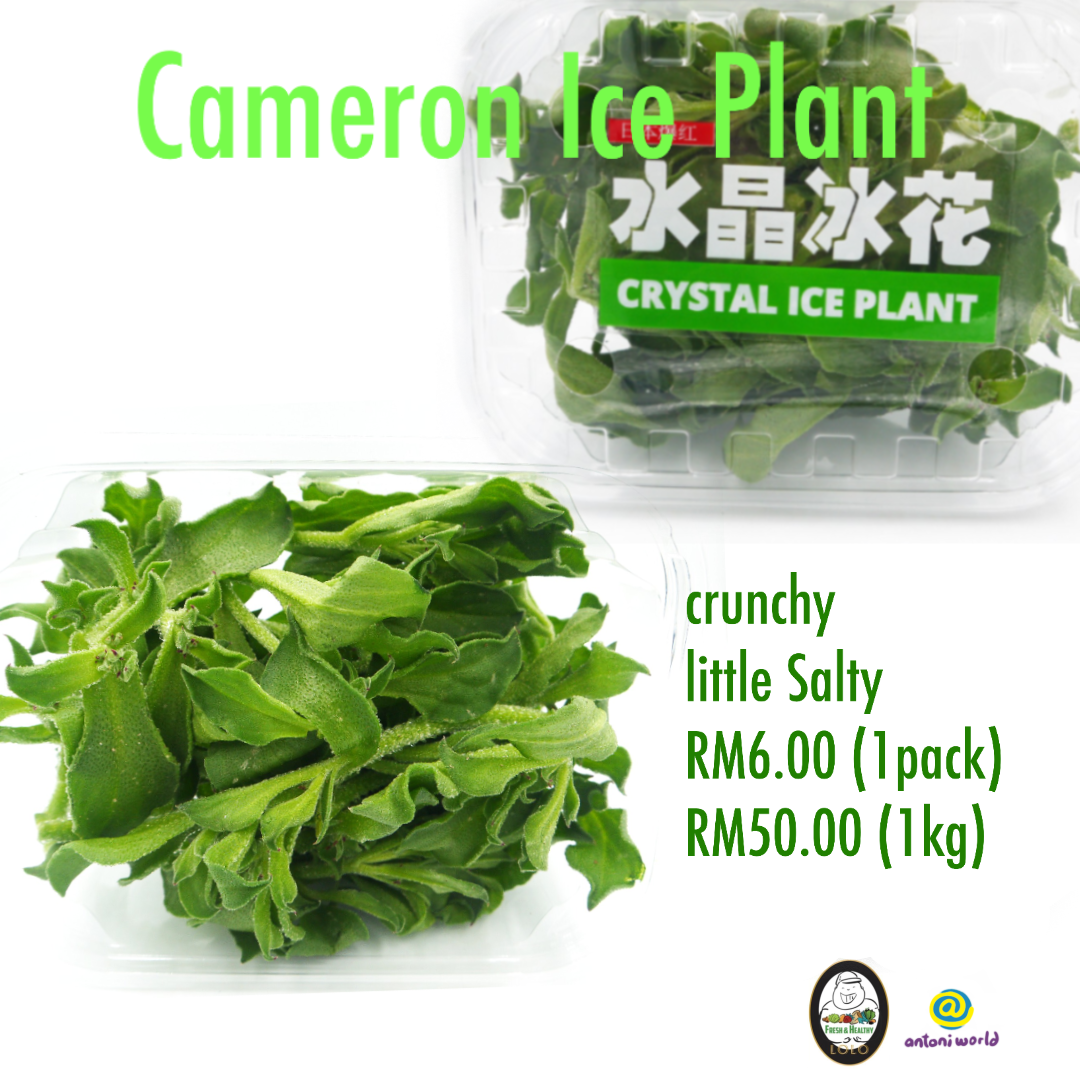 Cameron Ice Plant Antoni World